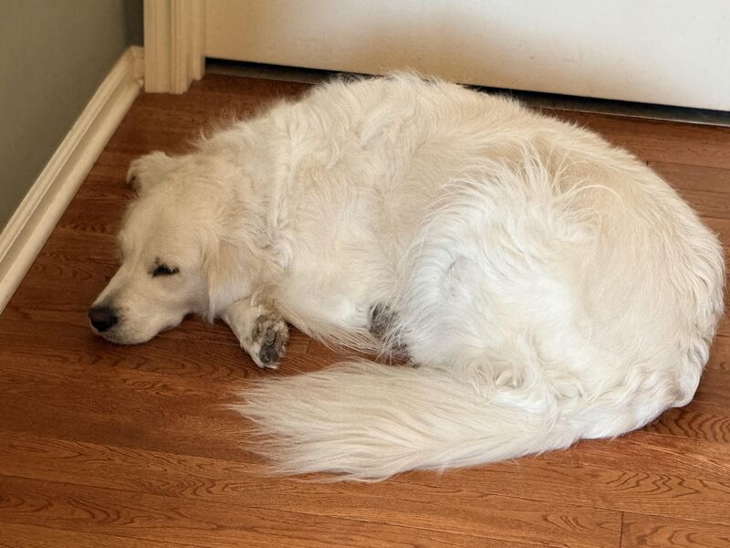 Coconut’s not looking so tough now. The roomba must be awake.