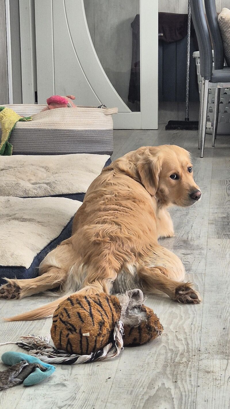 Is it safe for my 2 year old to be constantly splooting? She will lay down like this all day. Is it just comfy?