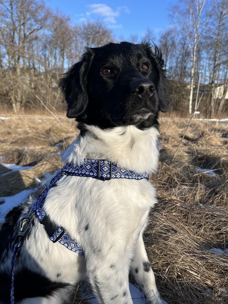 Doris, my first dog as an adult.