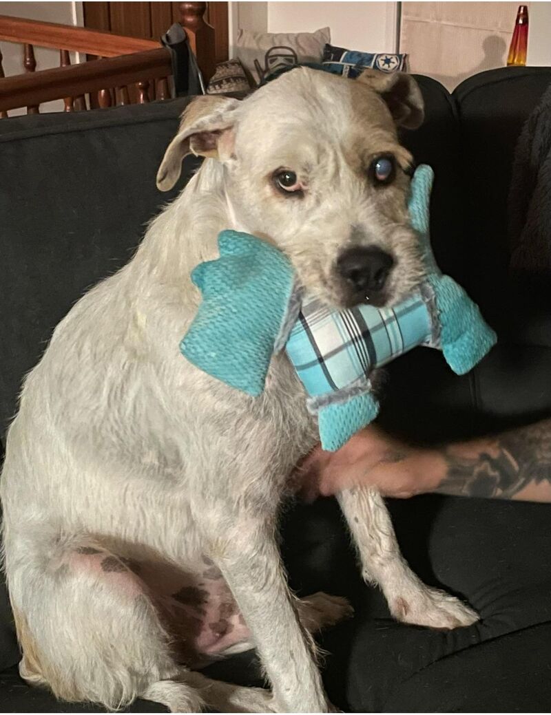 We rescued him at 8 yrs old. A terribly mistreated boy, blind in one eye, who just wanted a home and love. We gave him everything but lost him 10 months later to cancer. You had a home and you were loved Moo❤️