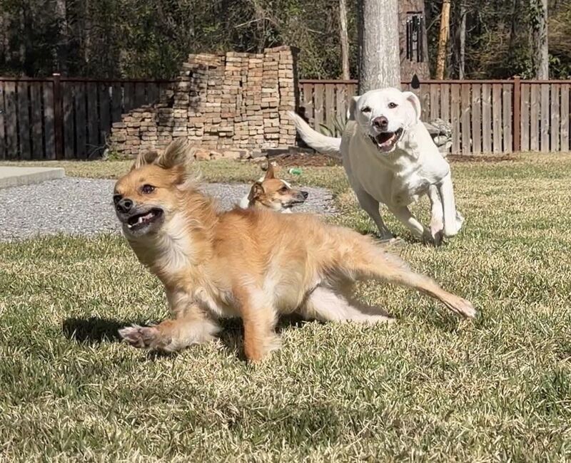 Unemployed dogs doing unemployed things