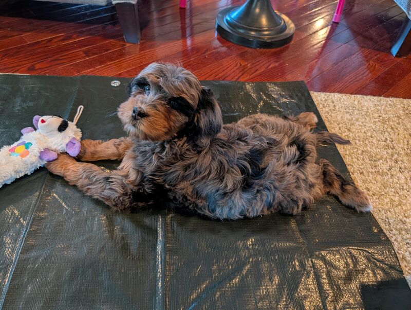 May I introduce Coconut Wigglebottom