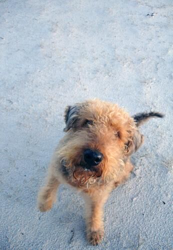 Airedale