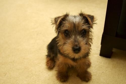 Terrier Norfolk