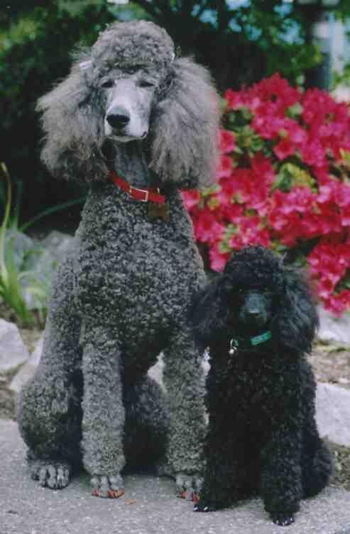 Poodle Miniature