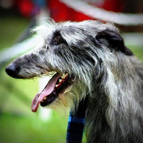 Deerhound Scottish
