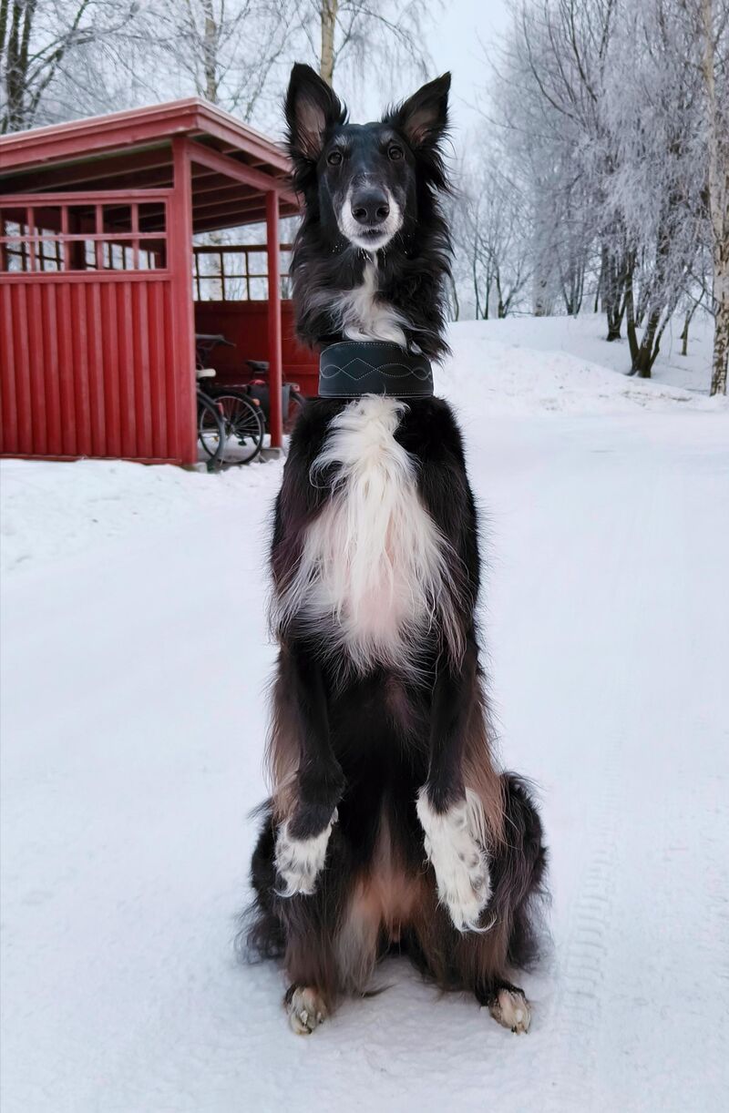 The snow noodle hopes you all had a good weekend 💕