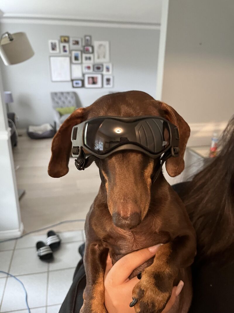 He loves going for rides on my Vespa