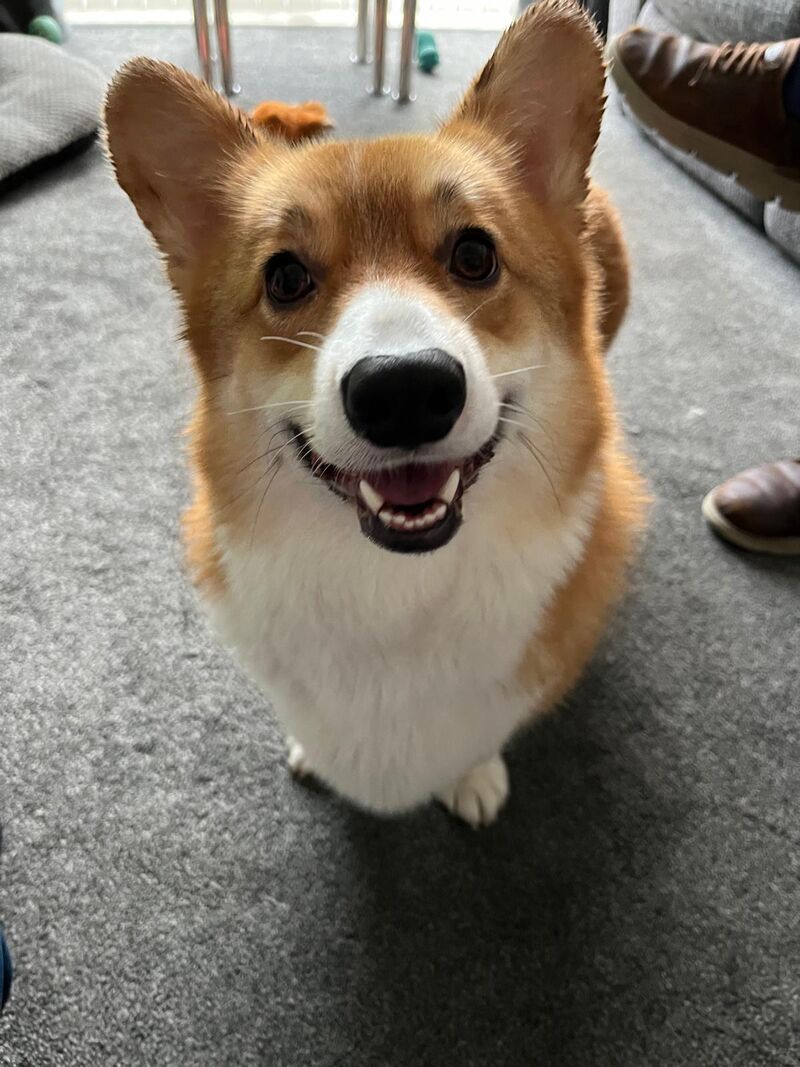 Our little boy Ritchie is so ridiculously photogenic. Never fails to brighten my day.