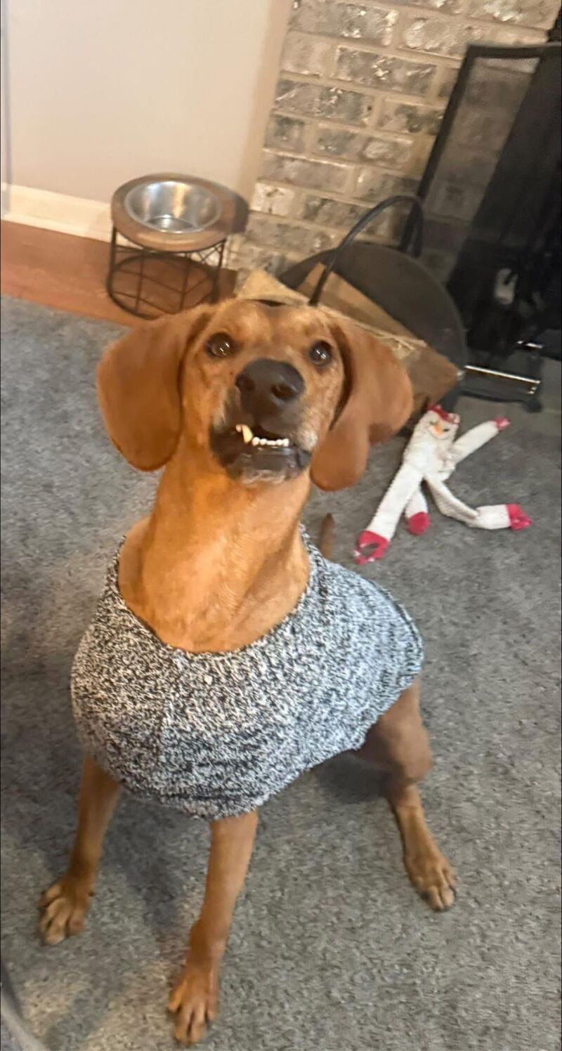 The derpiest hound dog I’ve ever seen