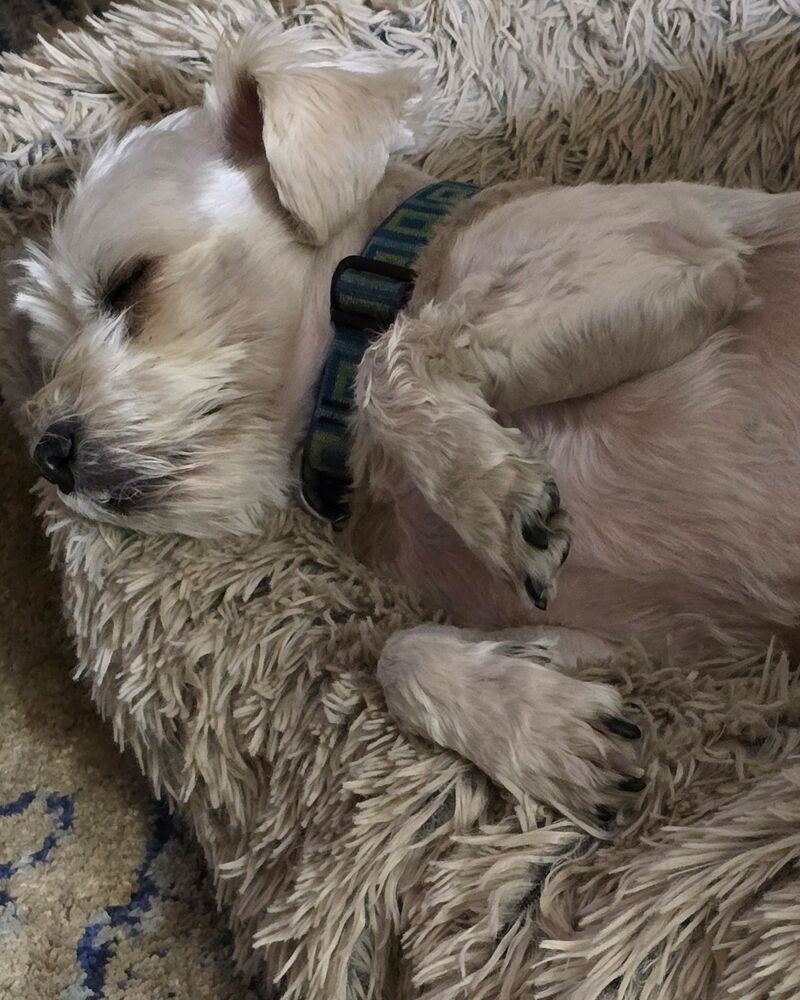 Sleepytime after so many walks and sniffs today!