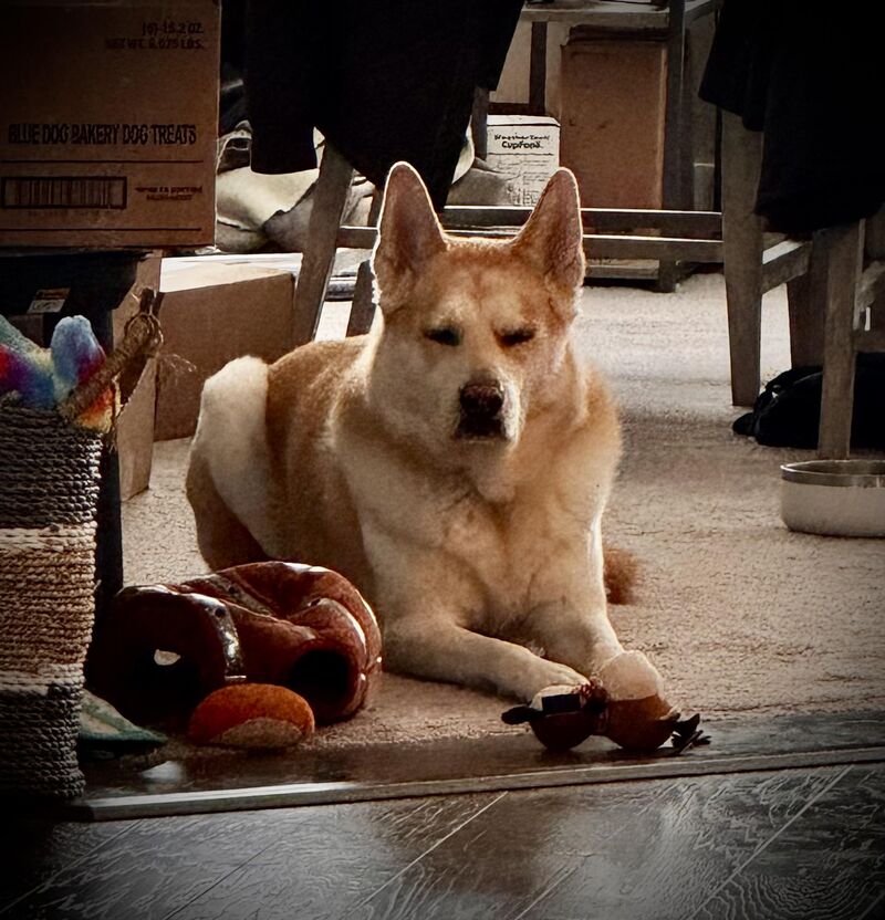 Biscuit is annoyed no one has played with him yet.