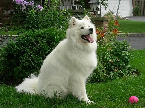 Samoyed