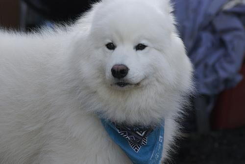 Samoyed