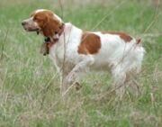 Spaniel Brittany