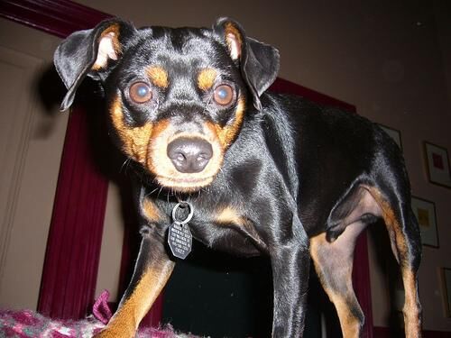 Pinscher Miniature