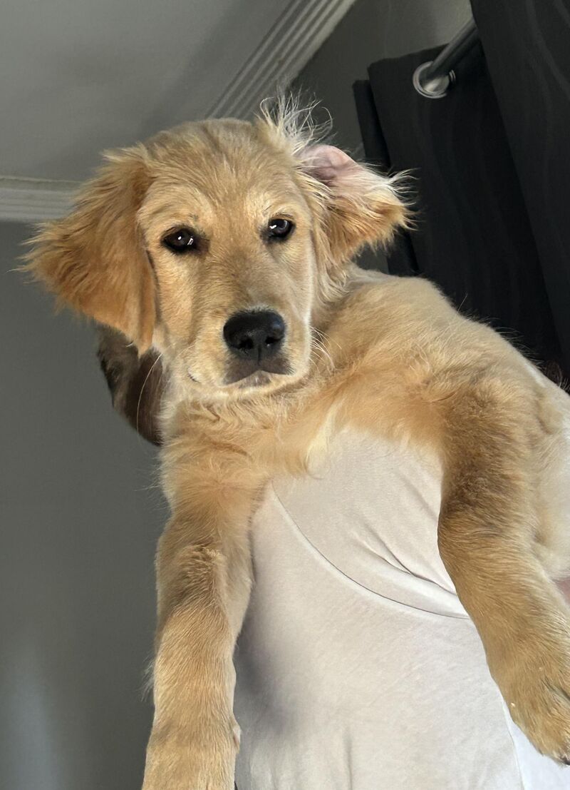 How long should his air jail sentence be?