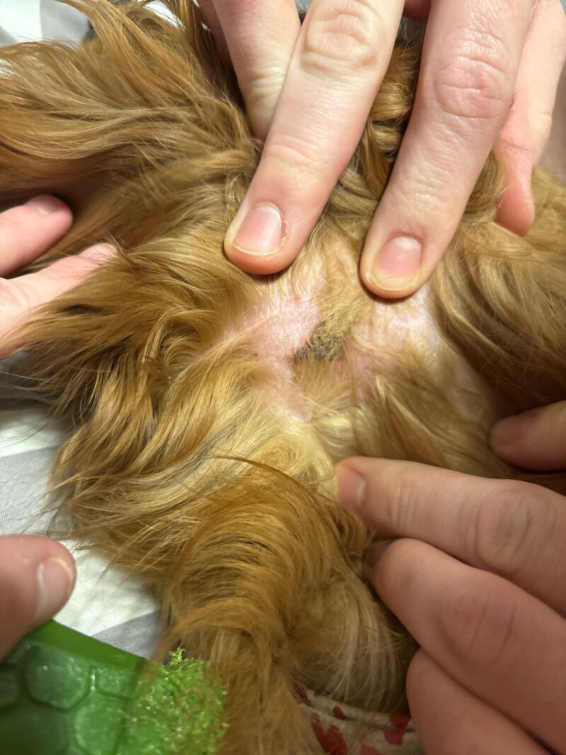 Scab caused by a mat, what to do?