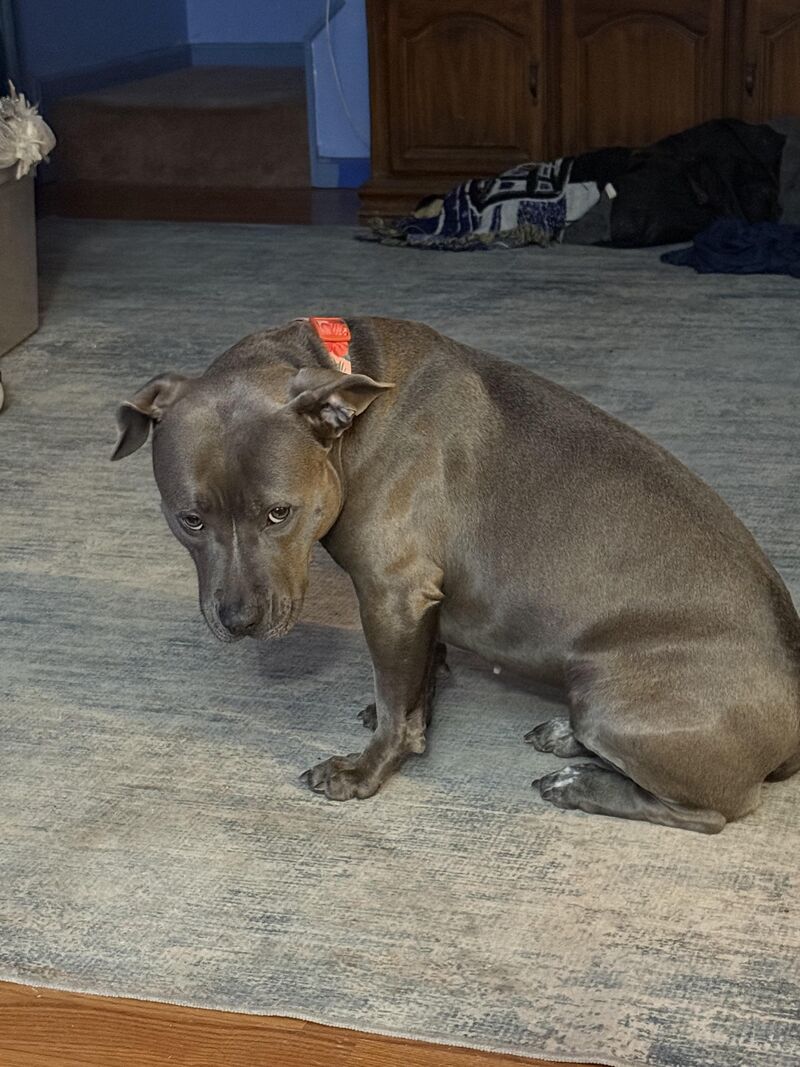 Do all pitties have this stare or just mine?🐶