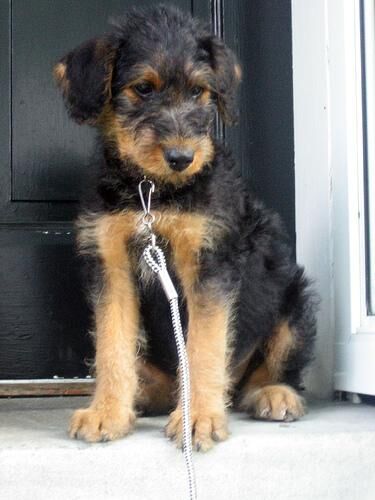 Airedale