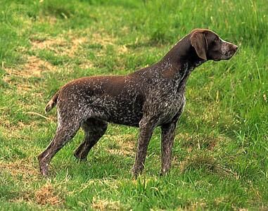 Pointer German