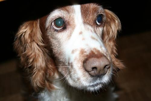 Spaniel Welsh