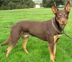 Kelpie