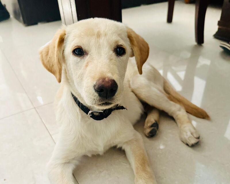 My 6 month old Labrador won’t stop eating concrete