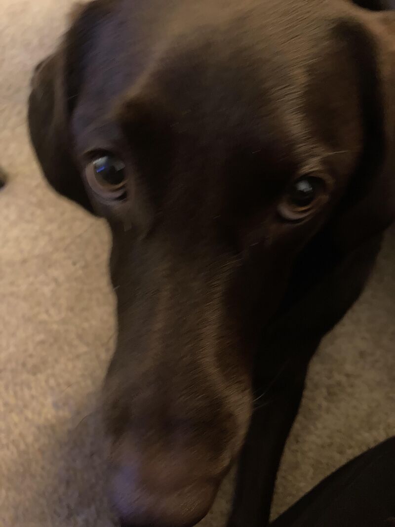 does your dog ever remind you of a bicycle seat?