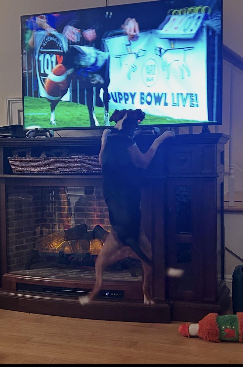 Sadie is watching the puppy bowl as if she has bet on it