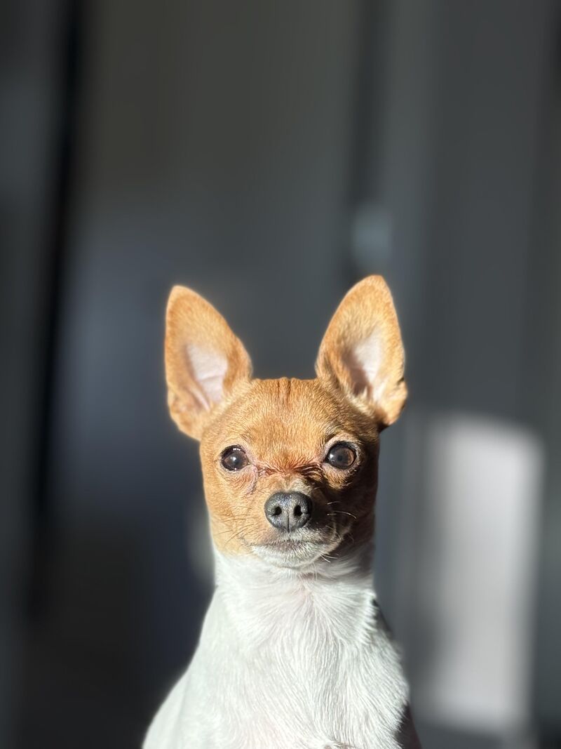 Pilot’s drivers licence photo