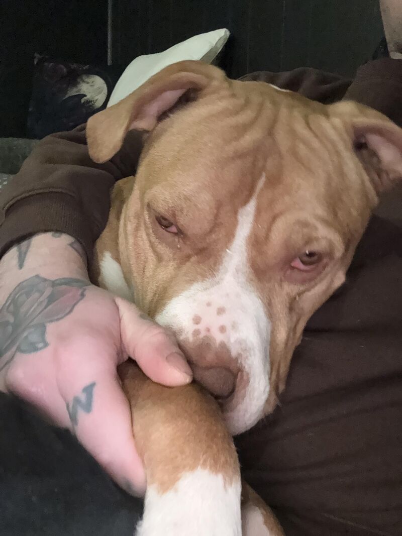 Polos grouchy & sleepy cuddles before dad goes to work ❤️