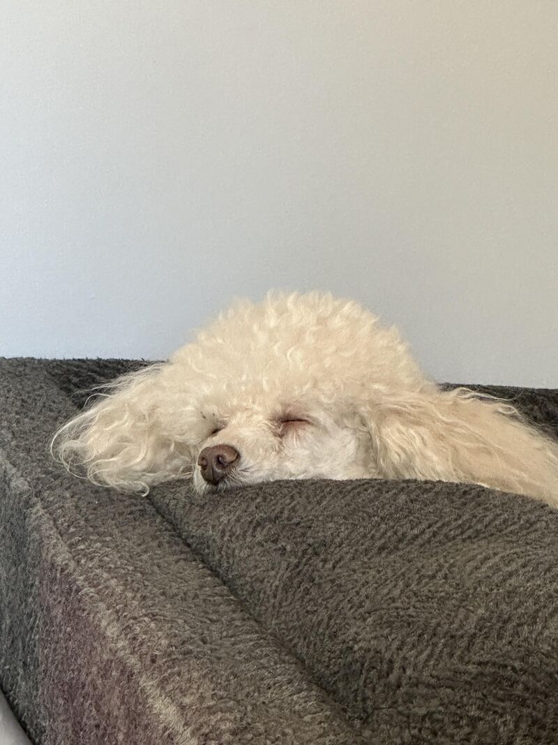 That one guy was right, so here’s a zero-grief photo of Moose, part poodle part loaf of white bread.