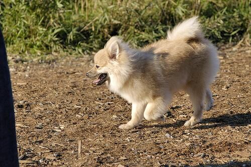 Pomeranian