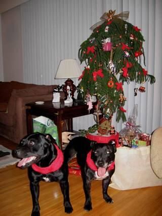 Bullterrier Staffordshire