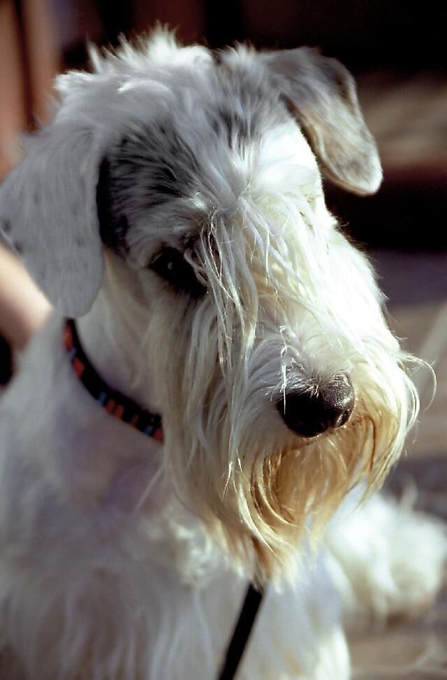 Terrier Sealyham