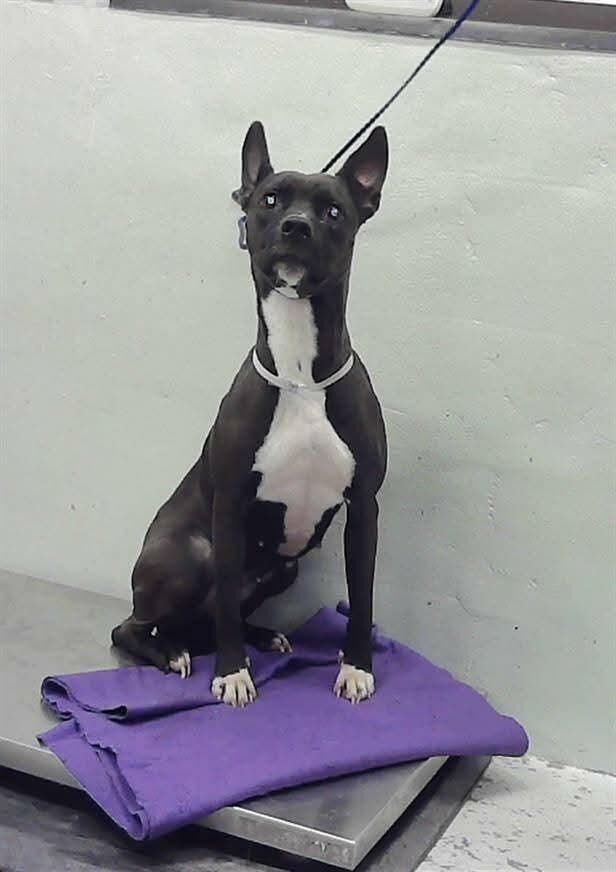 Sheila, 2 year Staffordshire Mix is a certified good girl but terrified at the shelter. She needs just 1 chance. Euthanasia today Monday 9/2 @ 1 pm CT Houston, A2053254. Available for adoption, local foster or rescue. Please help Sheila.