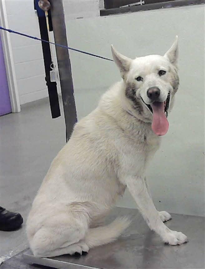 Orion, 4 year old Alaskan Husky mix must have a rescue hold no later than 1PM or he will lose his life. Euthanasia today Monday 2/9 @1pm CT Houston, A2055418. He needs a local foster and a rescue. Please help Orion.
