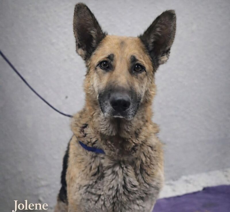 7yo senior GSD Jolene is on tomorrow's euthanasia list, Mon Feb 9 @1pm ct. She is in rough shape and needs a dedicated foster for a rescue to save her [houston, tx / a2056809]