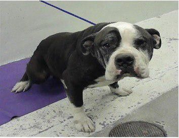 Biggie #A2054687 is a 4 year old Bulldog mix looking for a loving home. He was dumped at the shelter and is very sad. Euthanasia tomorrow CT Houston. Available for adoption, local foster or rescue. Please help Biggie. (Please pledge on original post)