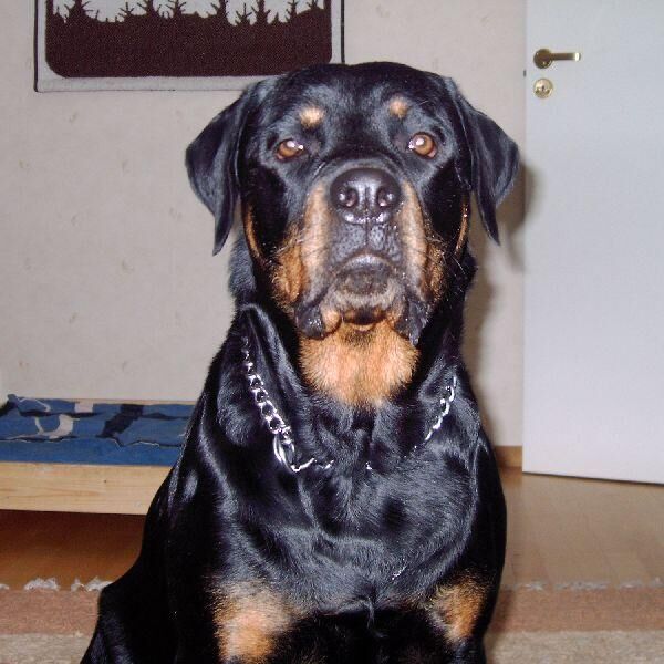 Rottweiler