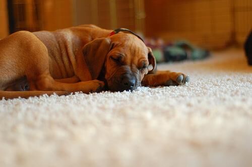 Ridgeback Rhodesian
