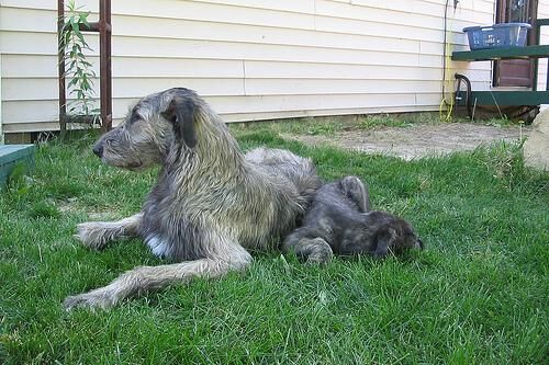 Wolfhound Irish