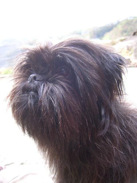 Affenpinscher