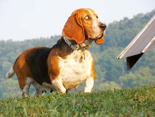 Hound Basset