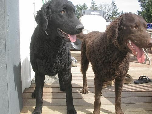 Retriever Curly
