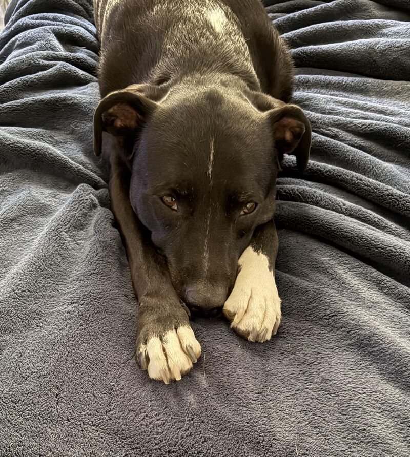 My 75 pound baby boy