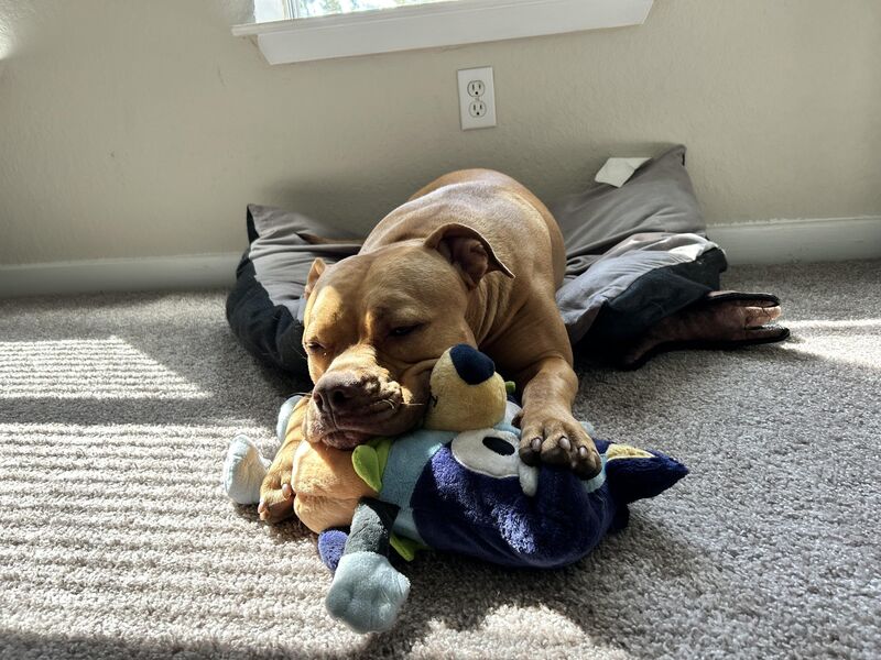 Stuffed Bluey toy turns into pillow