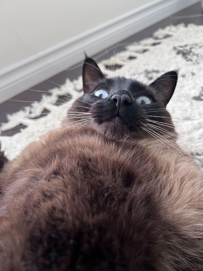 (OC) Haru embracing his inner Totoro