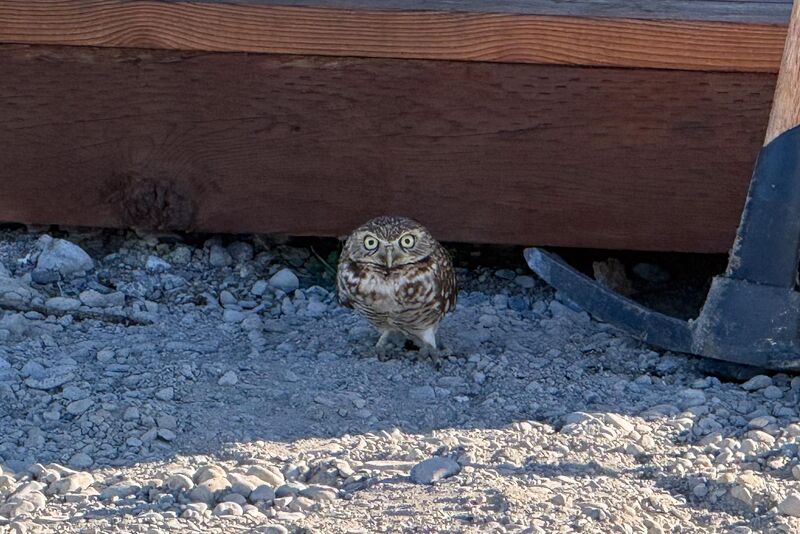 Owliver, the burrowing owl that lives under my deck.
